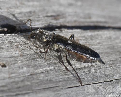 Réf. 233 004 : Hylotrupes bajulus